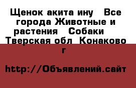 Щенок акита ину - Все города Животные и растения » Собаки   . Тверская обл.,Конаково г.